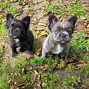 Lena And Lainey joined the competition — help win amazing prizes! animal_photography, black_dog, blue_eyes, close_up, cute, dogs, ears, fallen_leaves, french_bulldog, garden, grass, gray_dog, natural_light, outdoor, portrait, puppies, short_muzzle, sitting, soil, white_chest