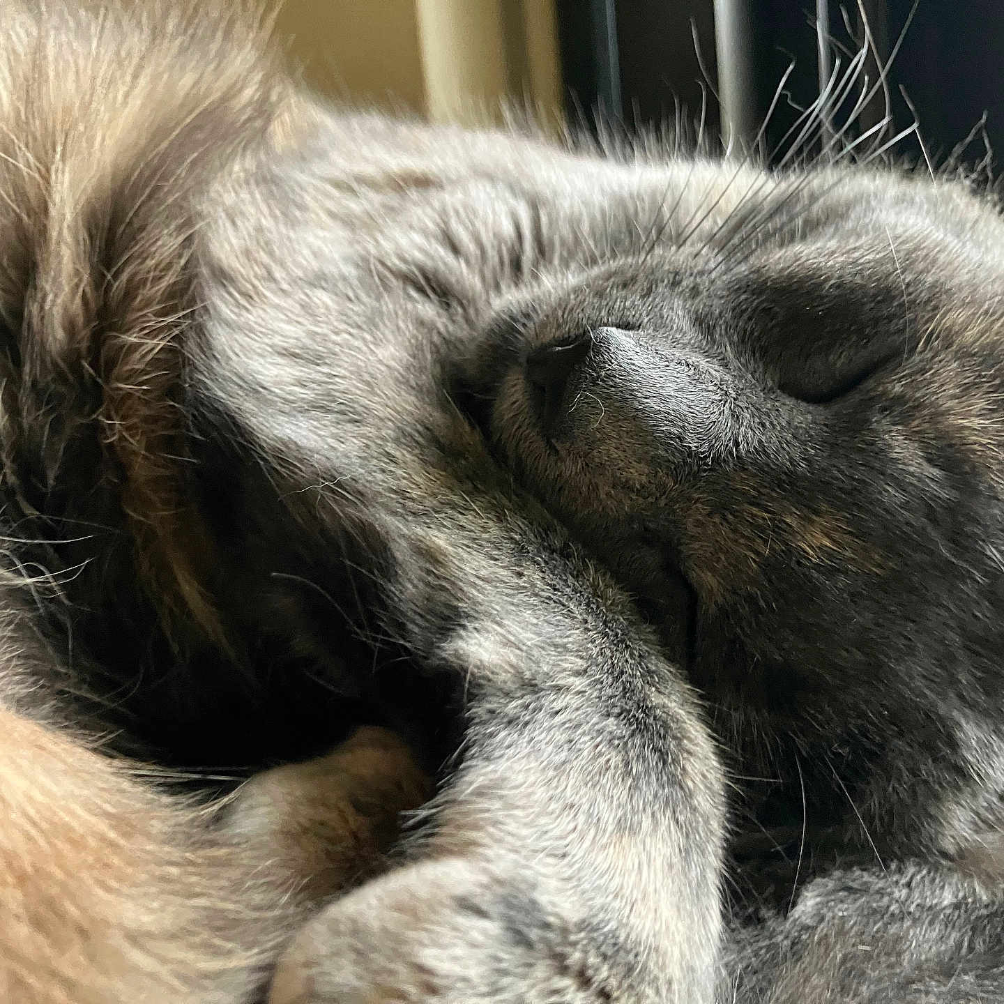 Stormy is registered to the contest to win money with this photo: animal, cat, close_up, cozy, curled_up, cute, domestic, fur, gray_fur, indoor, mammal, paw, peaceful, pet, relaxed, resting, sleeping, soft, whiskers, window