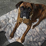Kayla is registered to the contest to win money with this photo: dog, boxer, brindle, pet, animal, portrait, indoors, blanket, rug, lying_down, brown_coat, black_muzzle, floppy_ears, collar, expressive_eyes, cozy, home, floor, front_view, photography