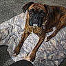 dog, boxer, brindle, pet, animal, portrait, indoors, blanket, rug, lying_down, brown_coat, black_muzzle, floppy_ears, collar, expressive_eyes, cozy, home, floor, front_view, photography