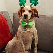 Nikita a rejoint le concours — aidez-le/la à gagner de superbes lots ! dog, pet, couch, indoor, brown_and_white, bow_tie, shamrock_headband, st_patricks_day, festive, sitting, fur, ears, collar, tag, paw, animal, cute, companion, relaxed, household