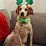 dog, pet, couch, indoor, brown_and_white, bow_tie, shamrock_headband, st_patricks_day, festive, sitting, fur, ears, collar, tag, paw, animal, cute, companion, relaxed, household