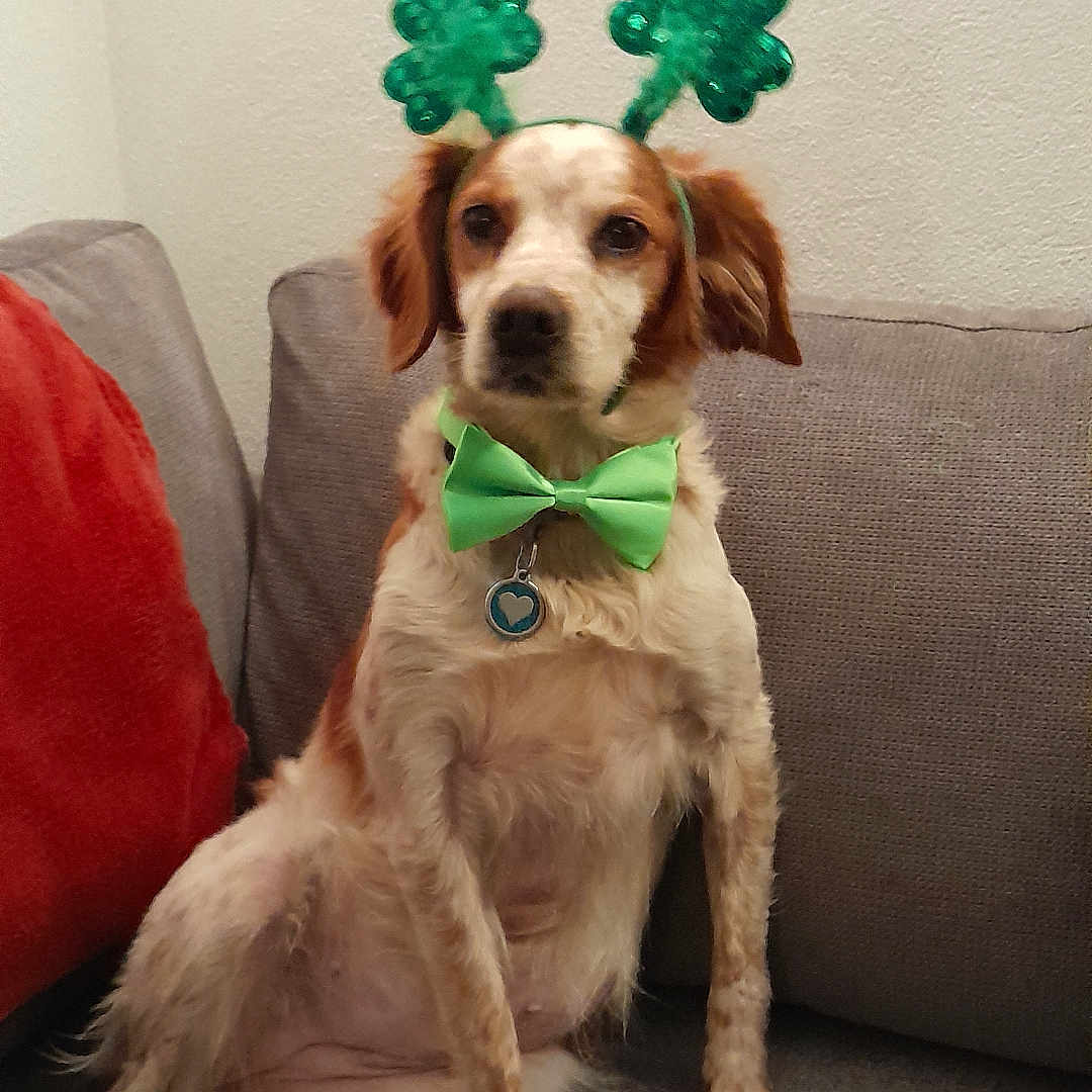 Nikita a rejoint le concours — aidez-le/la à gagner de superbes lots ! animal, bow_tie, brown_and_white, collar, companion, couch, cute, dog, ears, festive, fur, household, indoor, paw, pet, relaxed, shamrock_headband, sitting, st_patricks_day, tag