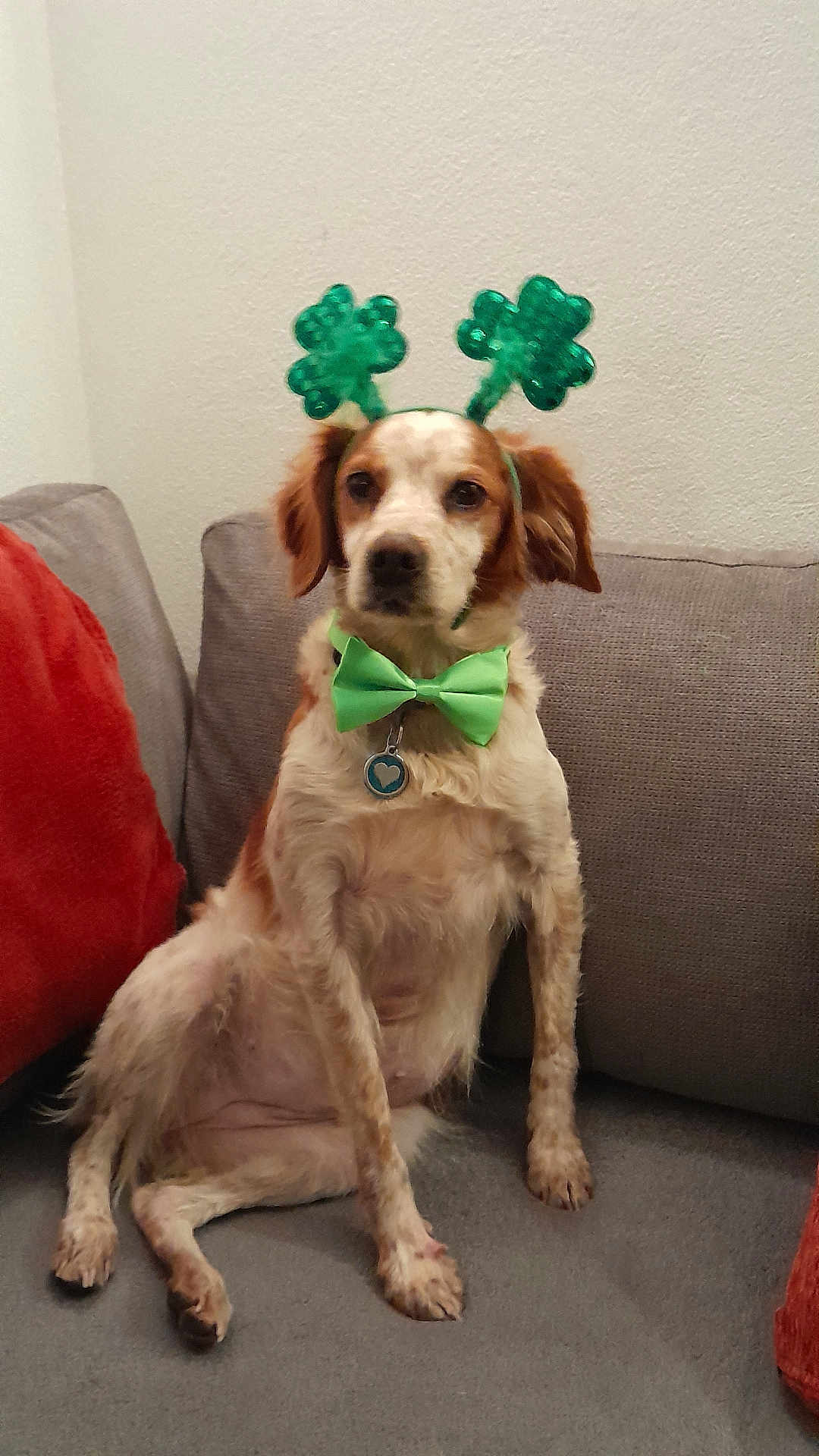 Nikita a rejoint le concours — aidez-le/la à gagner de superbes lots ! dog, pet, couch, indoor, brown_and_white, bow_tie, shamrock_headband, st_patricks_day, festive, sitting, fur, ears, collar, tag, paw, animal, cute, companion, relaxed, household