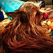 Tito joined the competition — help win amazing prizes! dog, party_hat, tongue_out, fur, brown_fur, toy, blanket, indoor, closeup, pet, animal, celebration, cozy, cute, side_view, fluffy, domestic_animal, mammal, playful, resting