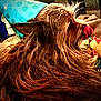 dog, party_hat, tongue_out, fur, brown_fur, toy, blanket, indoor, closeup, pet, animal, celebration, cozy, cute, side_view, fluffy, domestic_animal, mammal, playful, resting