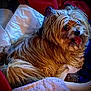 dog, fluffy, tongue_out, indoor, blanket, cozy, fur, pet, animal, resting, happy, shaggy, laying, comfortable, canine, cute, domestic_animal, relaxed, bed, snuggled