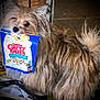 dog, fluffy, pet, indoor, food_packet, treats, brown_fur, long_hair, tail, animal, cute, snout, ears, standing, looking, mouth_holding, blurry, background, floor, domestic