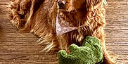 Daisy joined the competition — help win amazing prizes! animal, bandana, brown, canine, companion, cozy, cute, dog, domestic_animal, fur, golden_retriever, indoor, laying_down, pet, plush_toy, portrait, relaxed, stuffed_animal, toy, wooden_floor