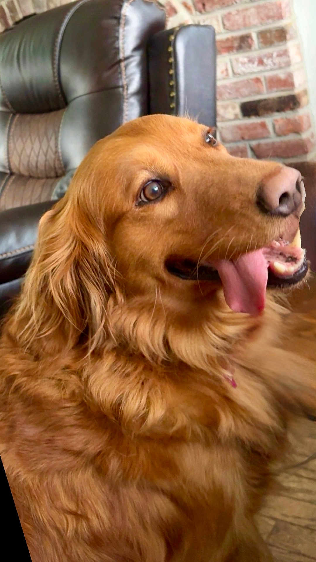 Daisy is registered to the contest to win money with this photo: dog, golden_retriever, tongue_out, pet, indoor, furry, friendly, leather_chair, brick_wall, happy, canine, animal, close_up, mammal, domestic_animal, companion, fur, mouth_open, expression, house