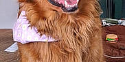 Daisy is registered to the contest to win money with this photo: dog, golden_retriever, bandana, purple_bandana, indoor, wooden_floor, pet_bed, dog_toy, toy_hamburger, happy, smiling, fur, canine, pet, animal, close_up, domestic, cute, friendly, companion