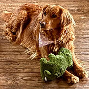 Daisy joined the competition — help win amazing prizes! golden_retriever, dog, pet, animal, bandana, plush_toy, stuffed_animal, wooden_floor, fur, laying_down, indoor, cozy, cute, brown, domestic_animal, canine, companion, relaxed, toy, portrait
