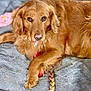 Daisy joined the competition — help win amazing prizes! golden_retriever, dog, pet, animal, fur, brown, toy, rope, braid, blanket, indoor, laying, paw, cute, looking_up, mammal, domestic_animal, companion, relaxed, cozy