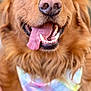 Daisy joined the competition — help win amazing prizes! dog, golden_retriever, close_up, tongue_out, happy, pet, bandana, fur, canine, animal, portrait, indoor, friendly, cute, muzzle, smiling, ears, whiskers, domestic_animal, companion