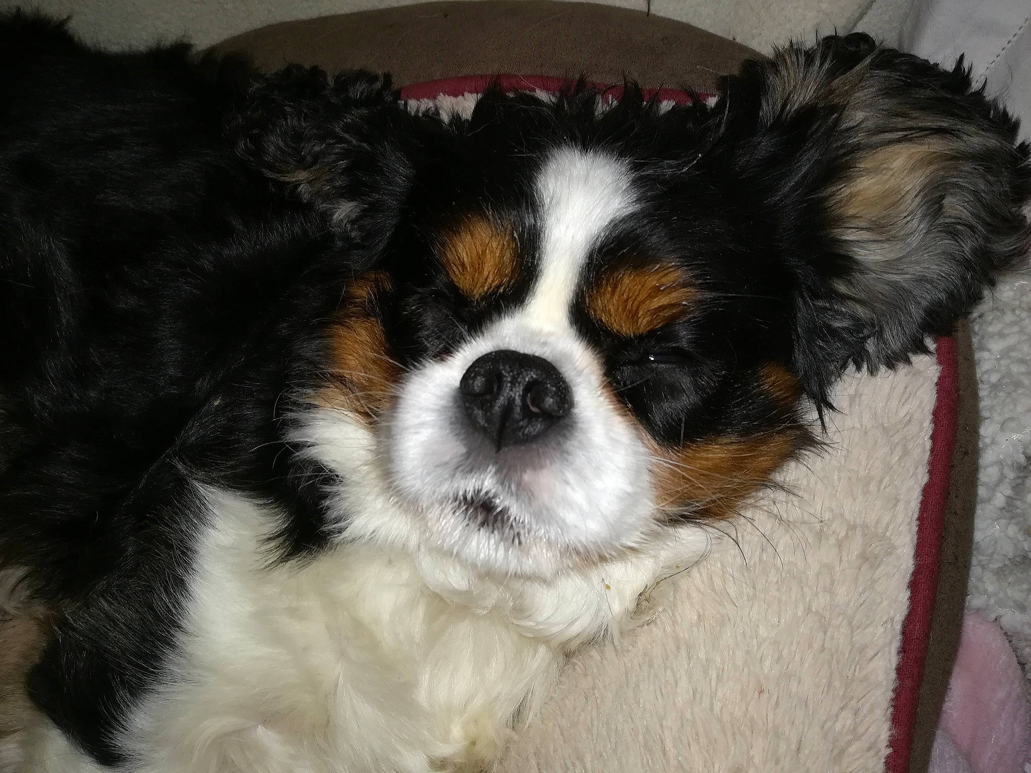 Andy participe au concours pour gagner de l'argent avec cette photo : bernese_mountain_dog, canidae, carnivore, cavalier_king_charles_spaniel, companion_dog, dog, dog_breed, fawn, king_charles_spaniel, mammal, papillon, phalene, puppy, rare_breed_dog, snout, spaniel, sporting_group, toy_dog, vertebrate, whiskers