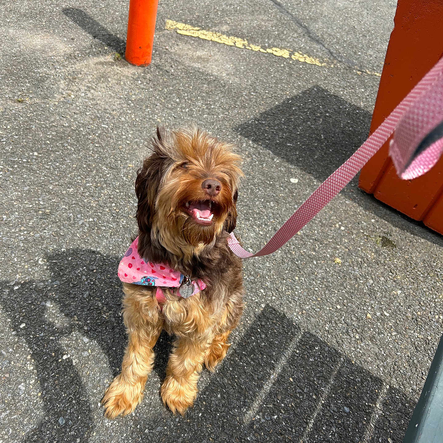 Harley joined the competition — help win amazing prizes! animal, asphalt, bandana, brown_fur, canine, cute, daylight, dog, happy, joyful, leash, looking_up, outdoor, pet, pink, playful, shadow, sitting, small_dog, sunny