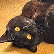 Binx is registered to the contest to win money with this photo: cat, black_cat, pet, animal, golden_eyes, whiskers, fur, wooden_floor, indoor, cute, close_up, laying_down, relaxed, domestic_cat, feline, playful, portrait, eye_contact, soft_fur, house_pet