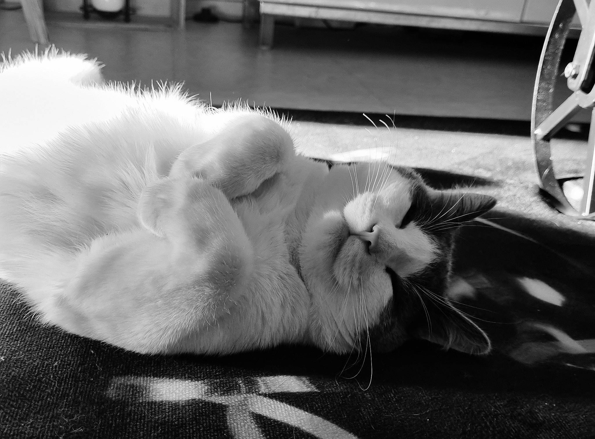 Salem a rejoint le concours — aidez-le/la à gagner de superbes lots ! black_and_white, carnivore, cat, comfort, felidae, flooring, fur, grey, human_leg, leg, mammal, monochrome, monochrome_photography, paw, small_to_medium_sized_cats, snout, style, tail, vertebrate, whiskers