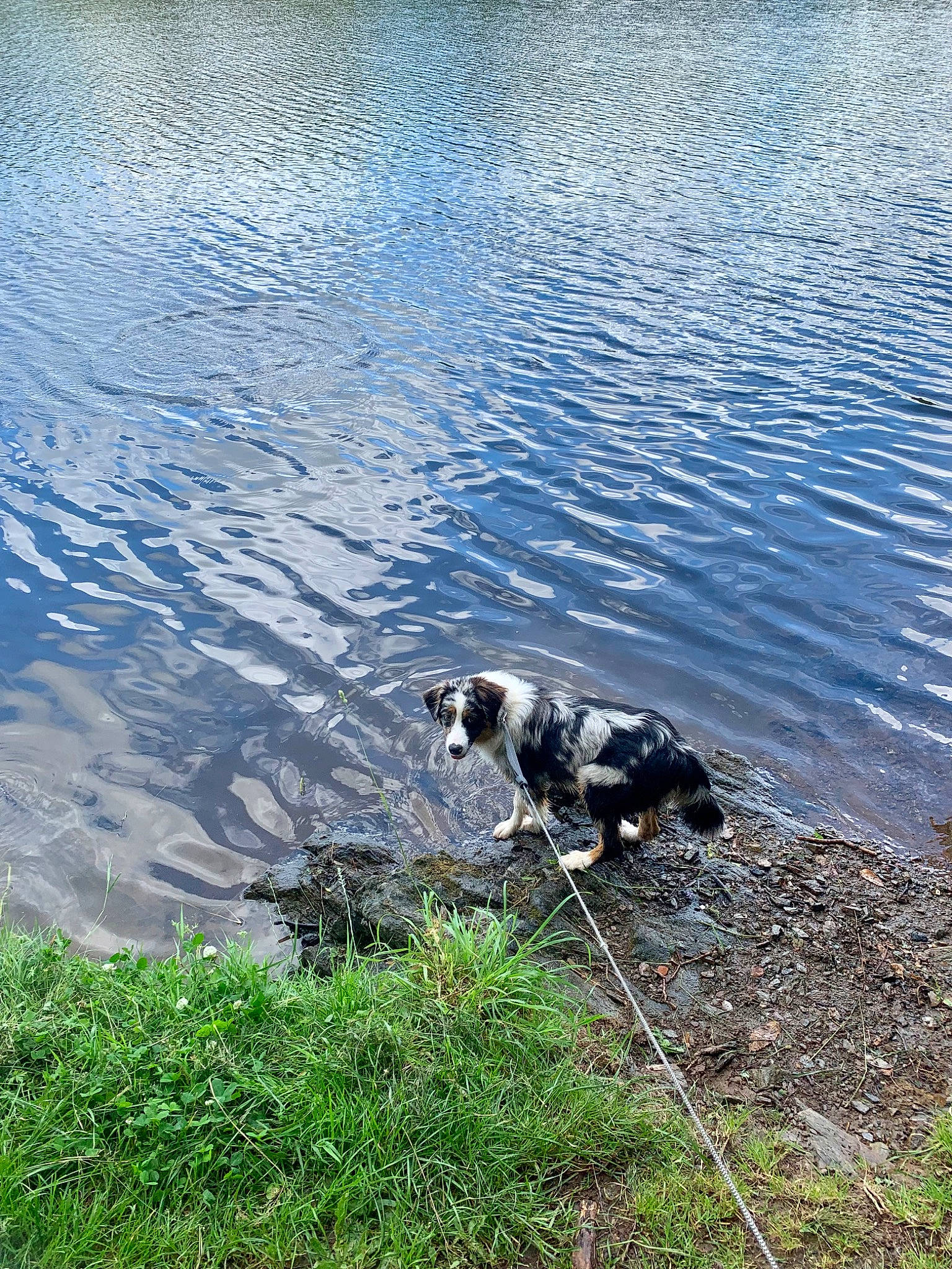 Tya participe au concours pour gagner de l'argent avec cette photo : bank, carnivore, coast, dog, dog_breed, grass, lacustrine_plain, lake, landscape, natural_landscape, plant, recreation, reflection, reservoir, rock, soil, tree, vertebrate, water, working_animal
