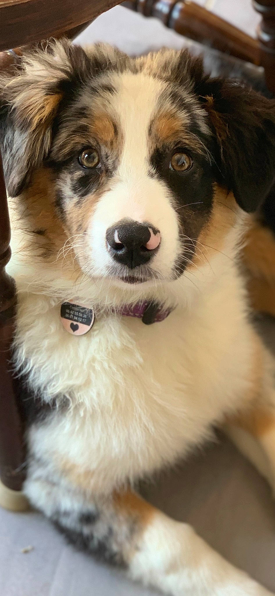 Tya participe au concours pour gagner de l'argent avec cette photo : ancient_dog_breeds, carnivore, collar, companion_dog, dog, dog_breed, fur, photography, plant, snout, sporting_group, terrestrial_animal, whiskers, working_animal, working_dog