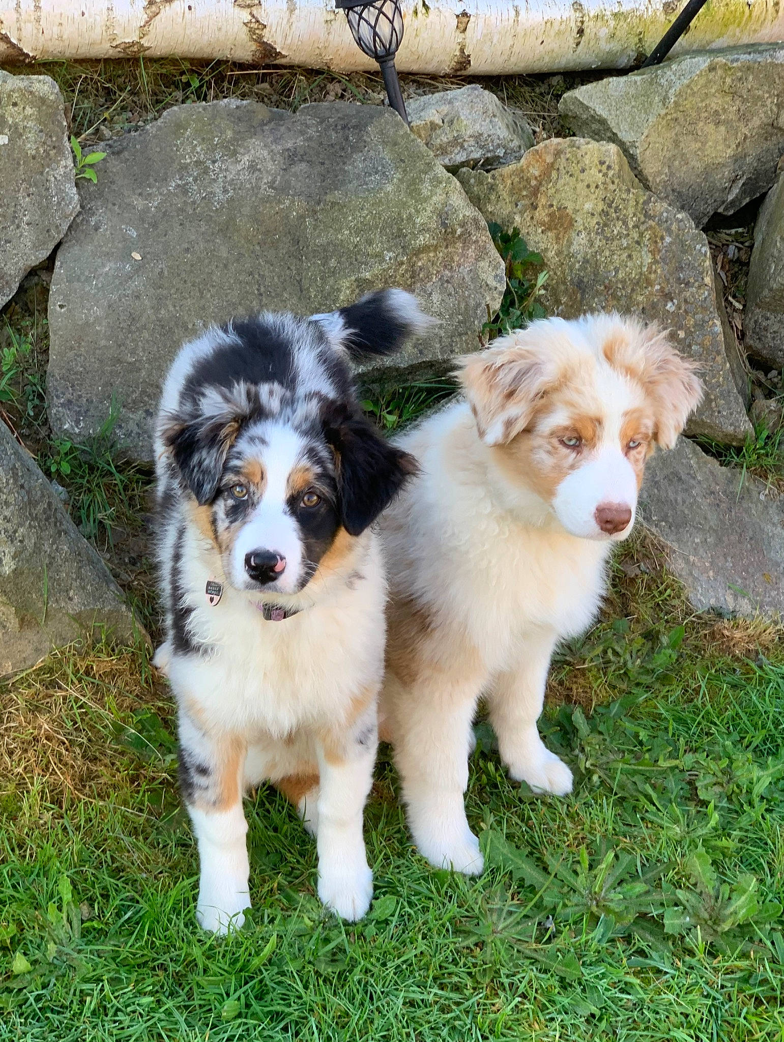 Tya participe au concours pour gagner de l'argent avec cette photo : ancient_dog_breeds, australian_collie, australian_shepherd, canidae, carnivore, companion_dog, dog, dog_breed, grass, gun_dog, herding_dog, miniature_australian_shepherd, plant, sporting_group, terrestrial_animal, working_animal, working_dog