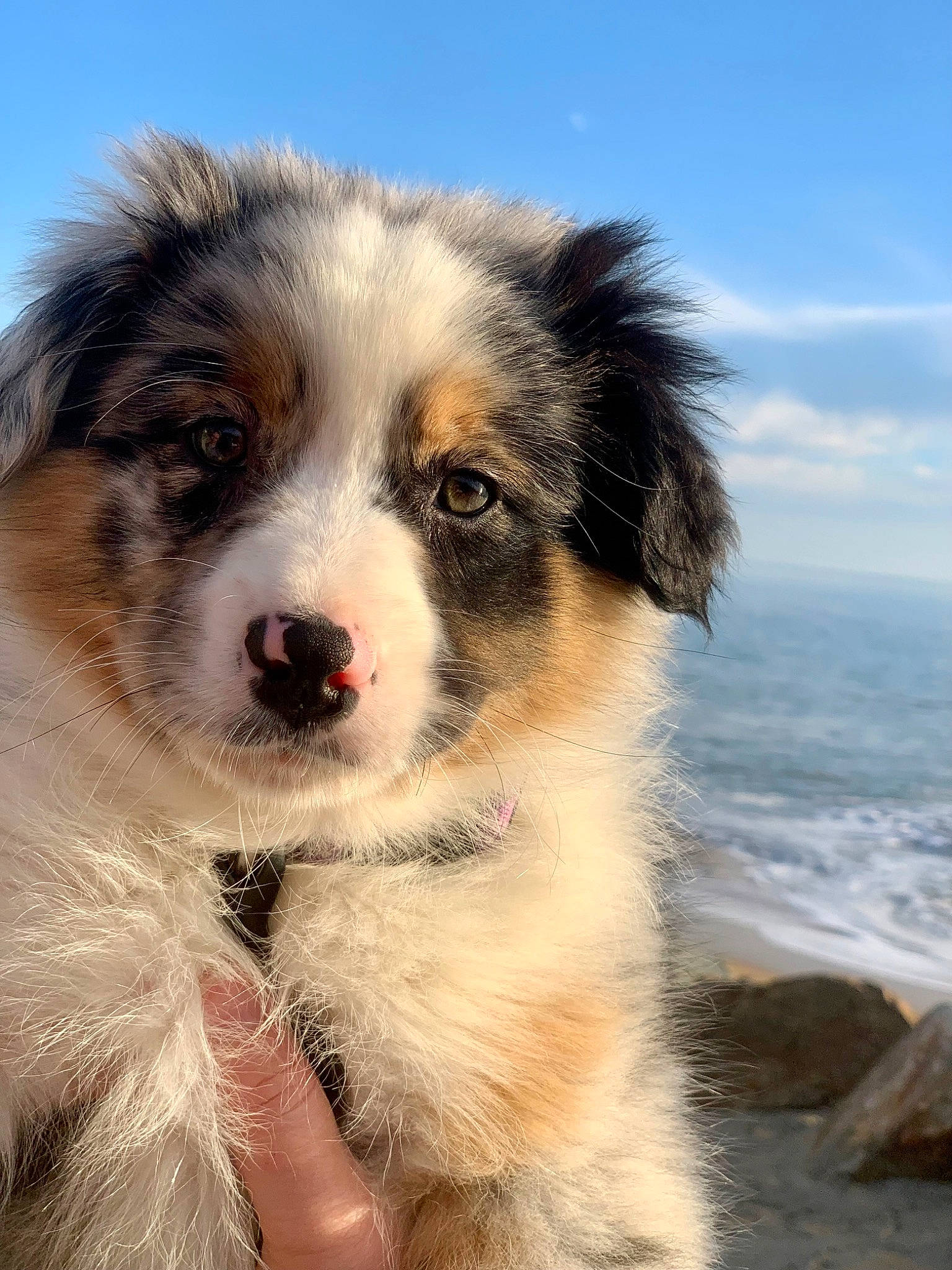 Tya a rejoint le concours — aidez-le/la à gagner de superbes lots ! ancient_dog_breeds, australian_collie, australian_shepherd, beach, canidae, carnivore, cloud, companion_dog, dog, dog_breed, fur, herding_dog, ocean, sky, sporting_group, water, whiskers, wind, wind_wave, working_dog