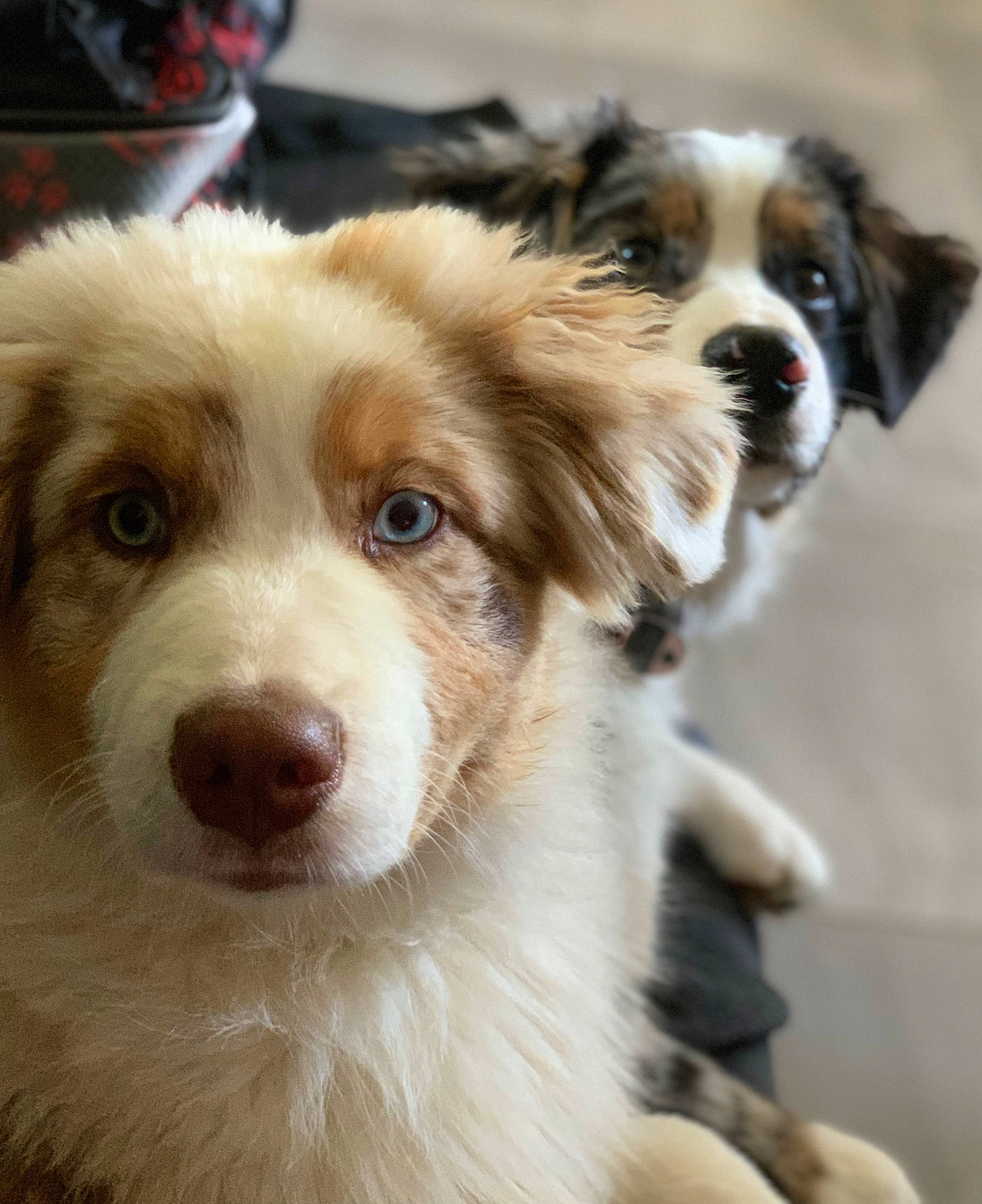 Twister participe au concours pour gagner de l'argent avec cette photo : ancient_dog_breeds, australian_collie, australian_shepherd, border_collie, canidae, carnivore, collar, companion_dog, dog, dog_breed, fawn, fur, herding_dog, snout, sporting_group, terrestrial_animal, toy_dog, whiskers, working_animal, working_dog