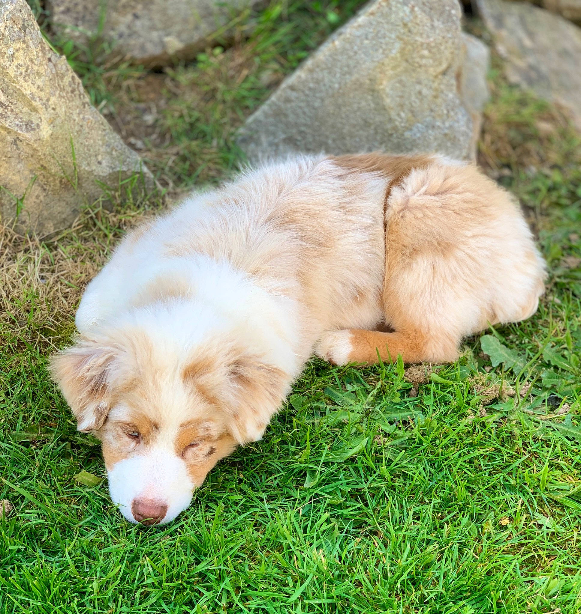 Twister a rejoint le concours — aidez-le/la à gagner de superbes lots ! canidae, carnivore, companion_dog, dog, dog_breed, fawn, fur, grass, plant, puppy, retriever, sporting_group, tail, terrestrial_animal