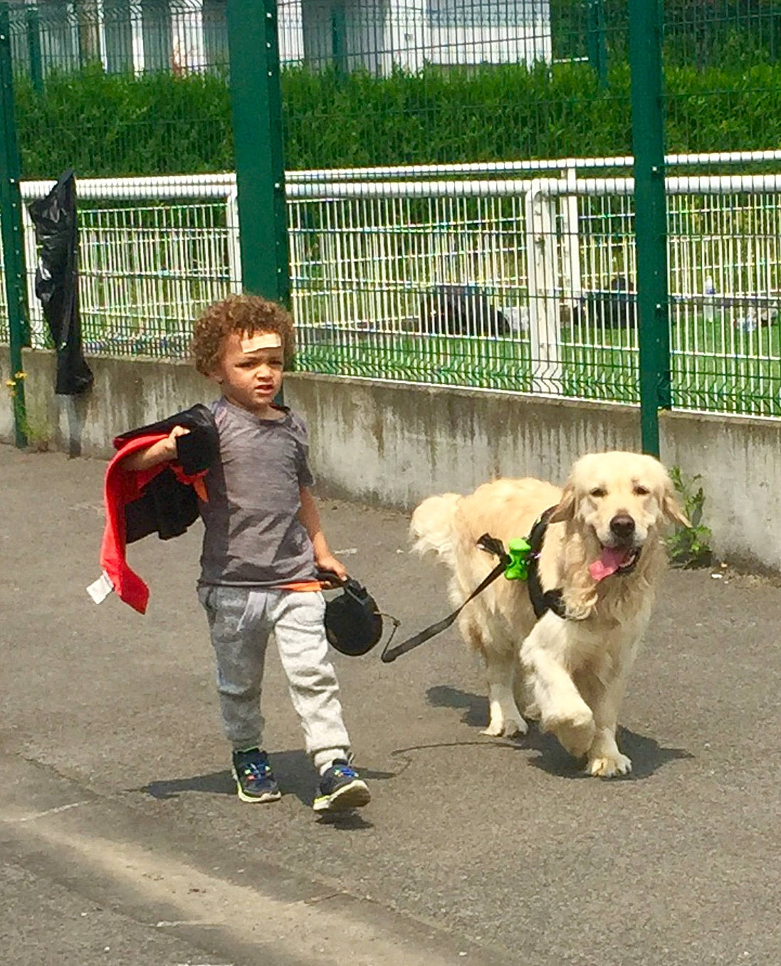 Lego participe au concours pour gagner de l'argent avec cette photo : canidae, carnivore, central_asian_shepherd_dog, companion_dog, dog, dog_breed, dog_walking, leash, livestock_guardian_dog, mammal, mucuchies, person, sorrow, sporting_group, vertebrate, walking