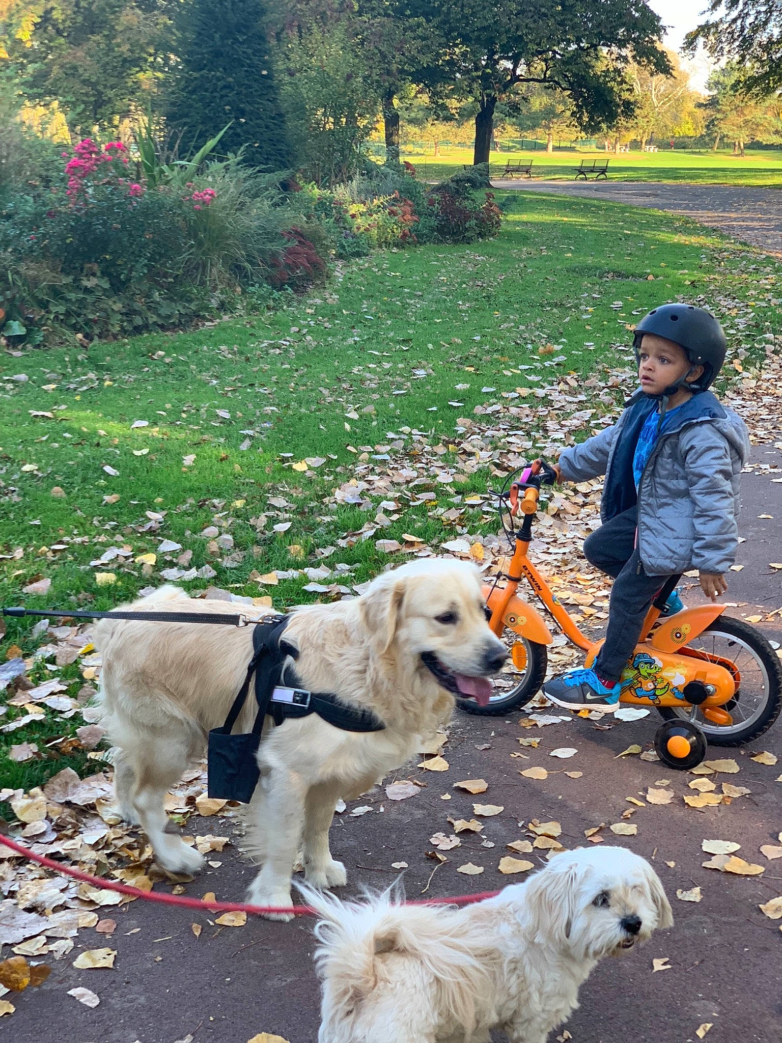 Lego participe au concours pour gagner de l'argent avec cette photo : adventure, canidae, carnivore, companion_dog, dog, dog_breed, dog_hiking, dog_walking, fashion_accessory, golden_retriever, leash, leisure, person, retriever, sporting_group, tree, vehicle, walking