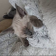 Koko is registered to the contest to win money with this photo: kitten, sleeping, fluffy_blanket, cozy, soft_texture, feline, pet, cute, indoor, resting, animal, fur, closeup, nap, peaceful, small, whiskers, relaxation, comfort, domestic_cat
