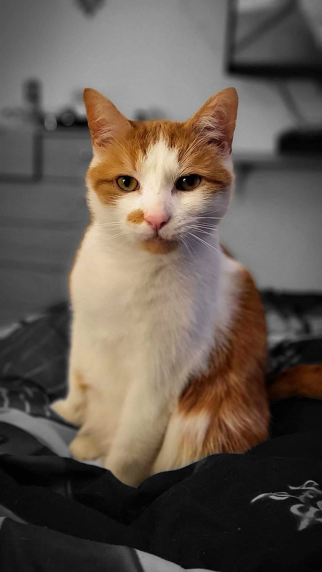 Ginge joined the competition — help win amazing prizes! art, carnivore, cat, domestic_short_haired_cat, fawn, felidae, fur, paw, sitting, small_to_medium_sized_cats, snout, tail, whiskers, window