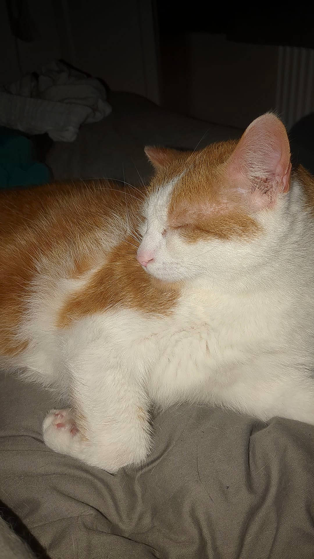 Ginge is registered to the contest to win money with this photo: bed, carnivore, cat, claw, comfort, domestic_short_haired_cat, fawn, felidae, foot, fur, human_leg, nap, paw, sleep, small_to_medium_sized_cats, snout, tail, whiskers, wood