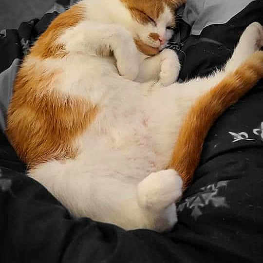 Ginge