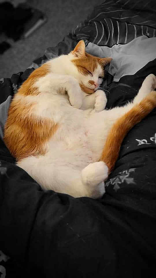 Ginge
