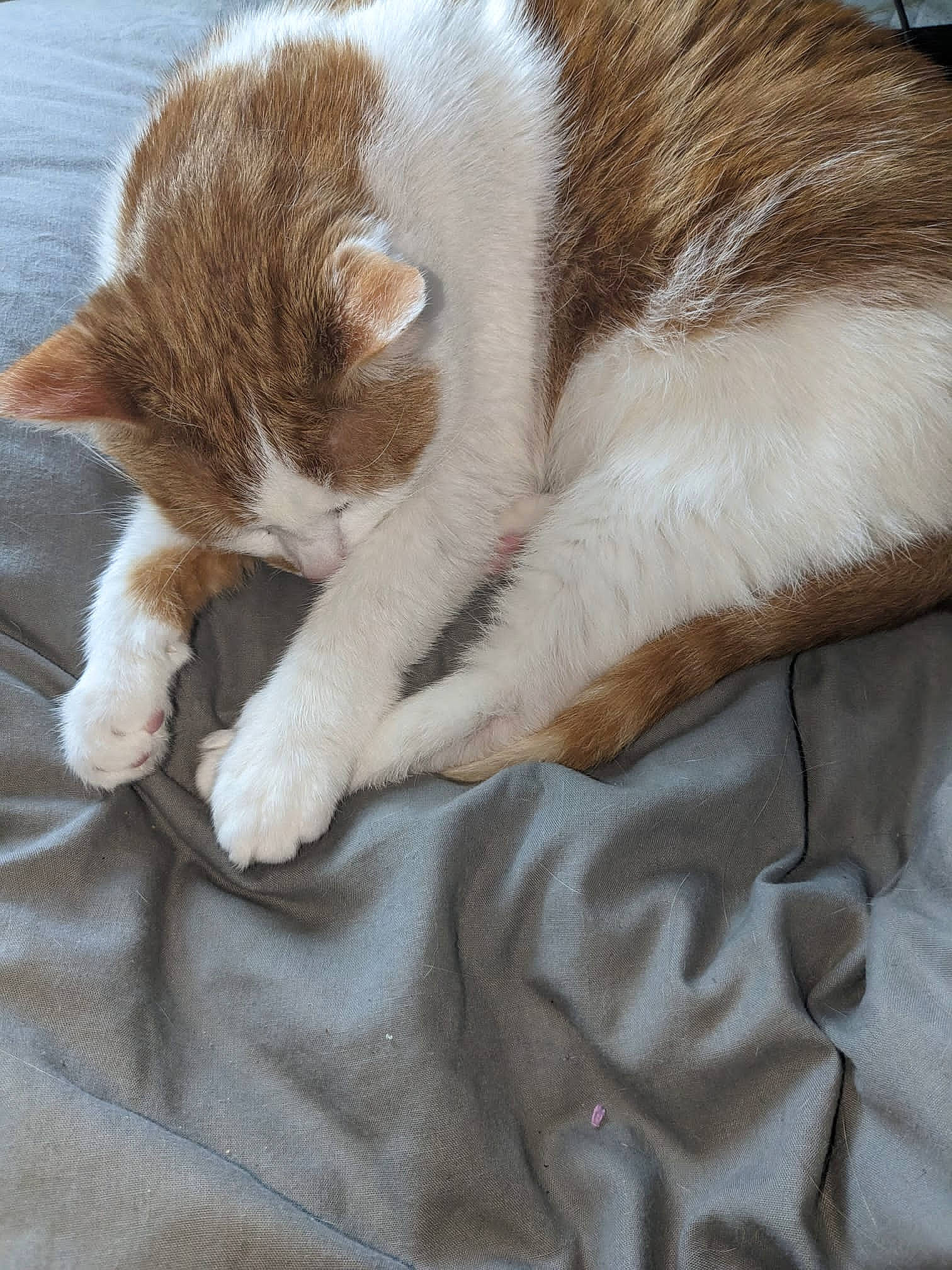 Ginge is registered to the contest to win money with this photo: carnivore, cat, claw, comfort, domestic_short_haired_cat, fawn, felidae, fur, human_leg, linens, nap, paw, sleep, small_to_medium_sized_cats, snout, tail, textile, whiskers