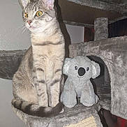 Leyla joined the competition — help win amazing prizes! cat, tabby, stuffed_animal, koala, cat_tree, plush, indoor, pet, animal, feline, whiskers, ears, tail, sitting, curious, furniture, soft_texture, home, cute, companion