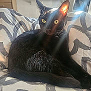 Linc is registered to the contest to win money with this photo: black_cat, cat, pet, animal, indoor, sunlight, ear, fur, cushion, pattern, relaxing, feline, whiskers, yellow_eyes, home, cozy, resting, close_up, domestic_cat, bedroom
