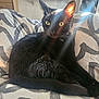 black_cat, cat, pet, animal, indoor, sunlight, ear, fur, cushion, pattern, relaxing, feline, whiskers, yellow_eyes, home, cozy, resting, close_up, domestic_cat, bedroom