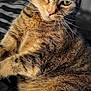 cat, tabby_cat, feline, pet, animal, fur, whiskers, green_eyes, close_up, relaxed, indoor, lying_down, cute, mammal, domestic_animal, portrait, looking, resting, tabby_pattern, soft