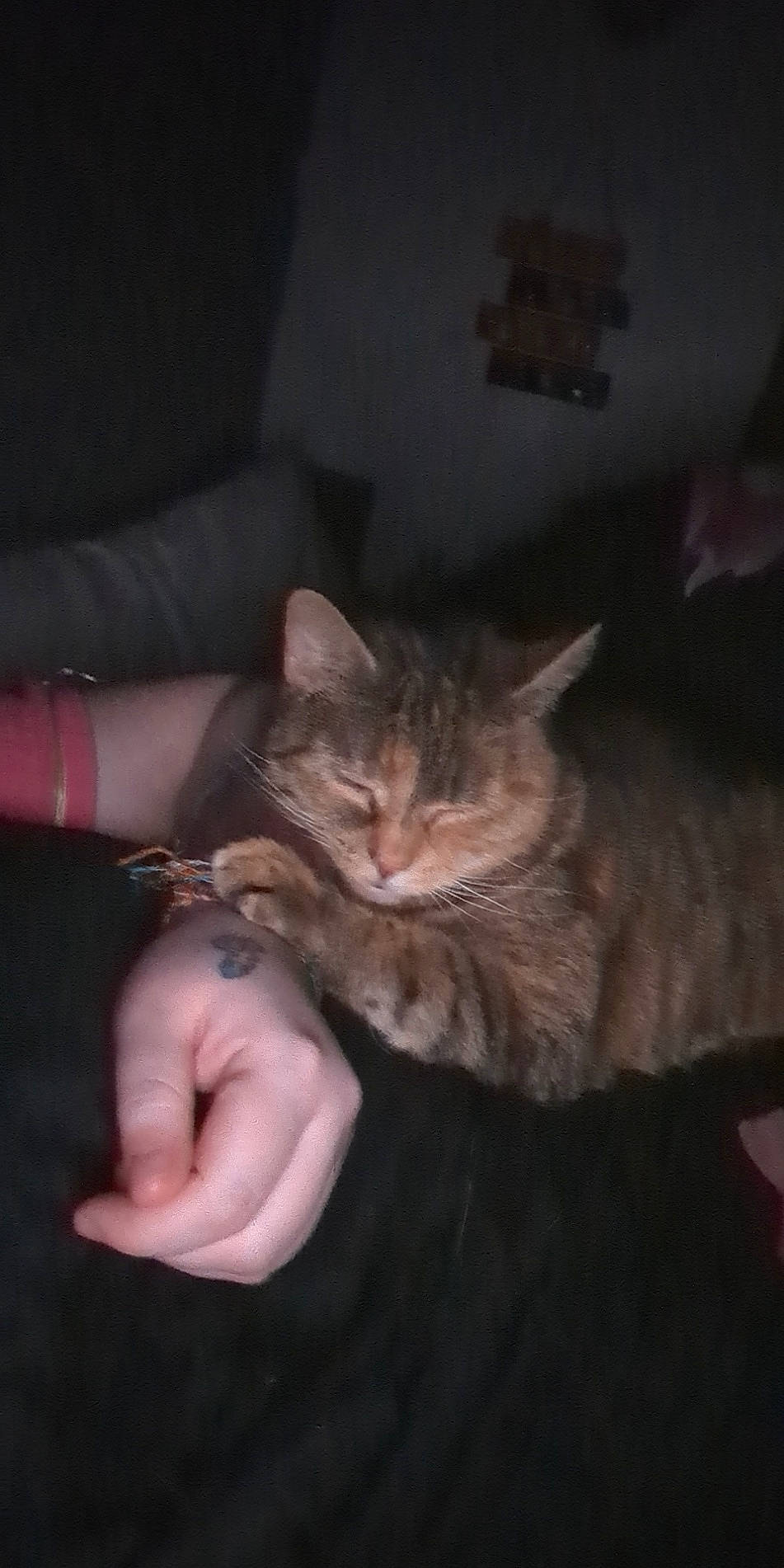 Pebbles is registered to the contest to win money with this photo: carnivore, cat, claw, comfort, darkness, domestic_short_haired_cat, ear, fawn, felidae, fur, gesture, nail, paw, small_to_medium_sized_cats, tail, thumb, whiskers