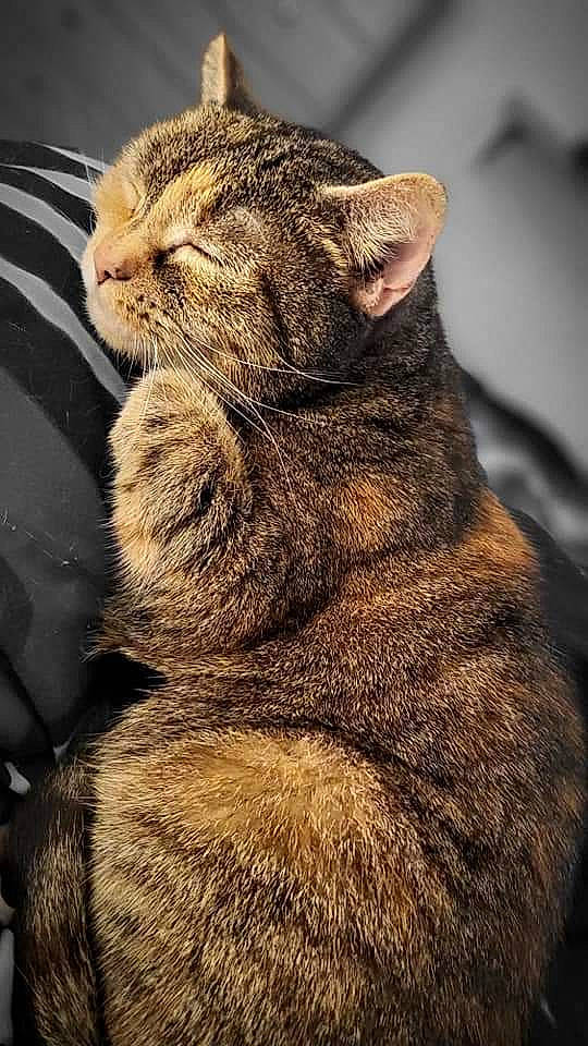 Pebbles joined the competition — help win amazing prizes! carnivore, cat, claw, domestic_short_haired_cat, ear, fawn, felidae, fur, paw, sitting, small_to_medium_sized_cats, snout, tail, terrestrial_animal, whiskers, wildlife, wrinkle