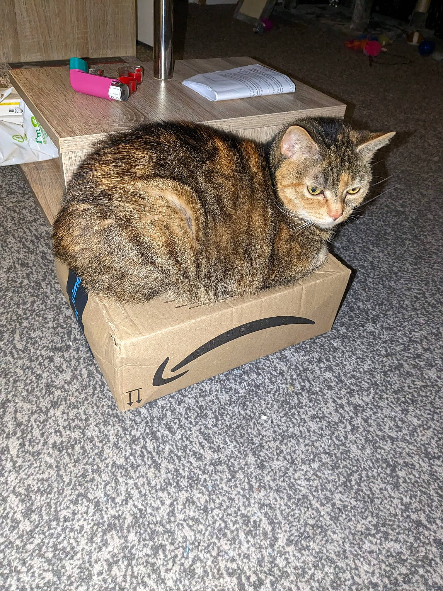 Pebbles joined the competition — help win amazing prizes! carnivore, cat, comfort, domestic_short_haired_cat, felidae, fur, input_device, mammal, nap, paw, pet_supply, sleep, small_to_medium_sized_cats, snout, tail, terrestrial_animal, whiskers