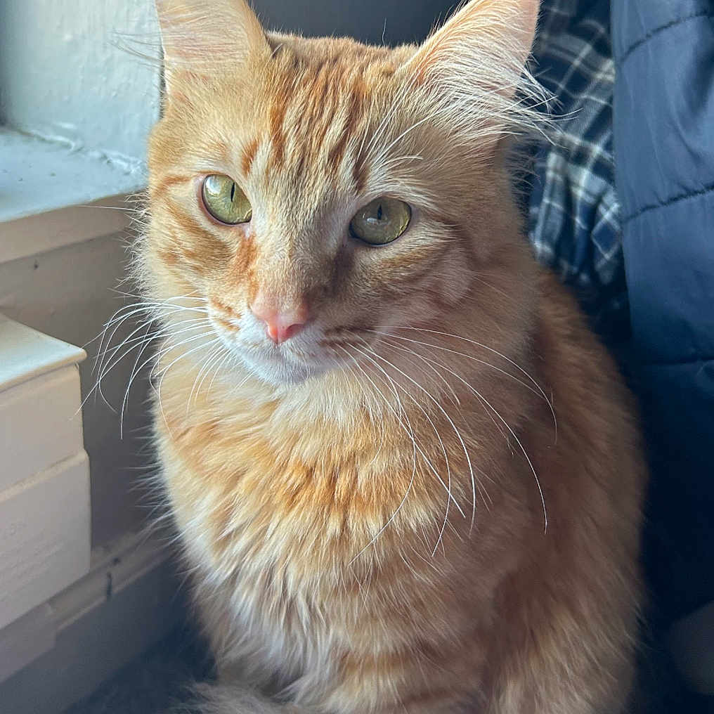 Binx is registered to the contest to win money with this photo: abyssinian, angora, animal, cat, kitten, manx, pet, siamese