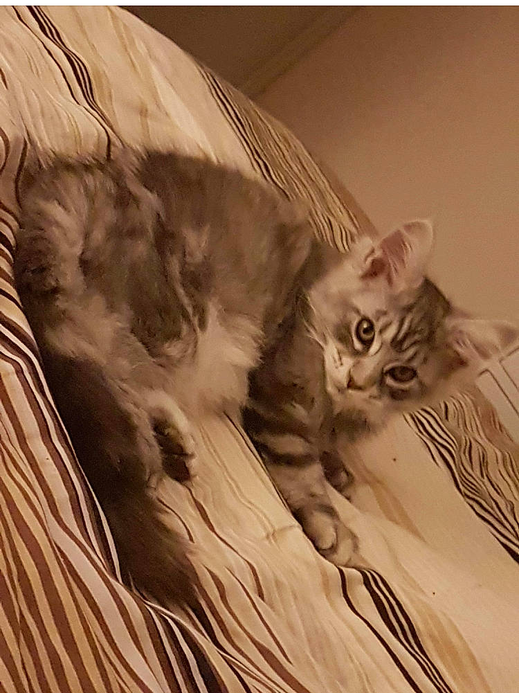 Raptor participe au concours pour gagner de l'argent avec cette photo : carnivore, cat, domestic_short_haired_cat, felidae, fur, mammal, small_to_medium_sized_cats, snout, tail, terrestrial_animal, vertebrate, whiskers