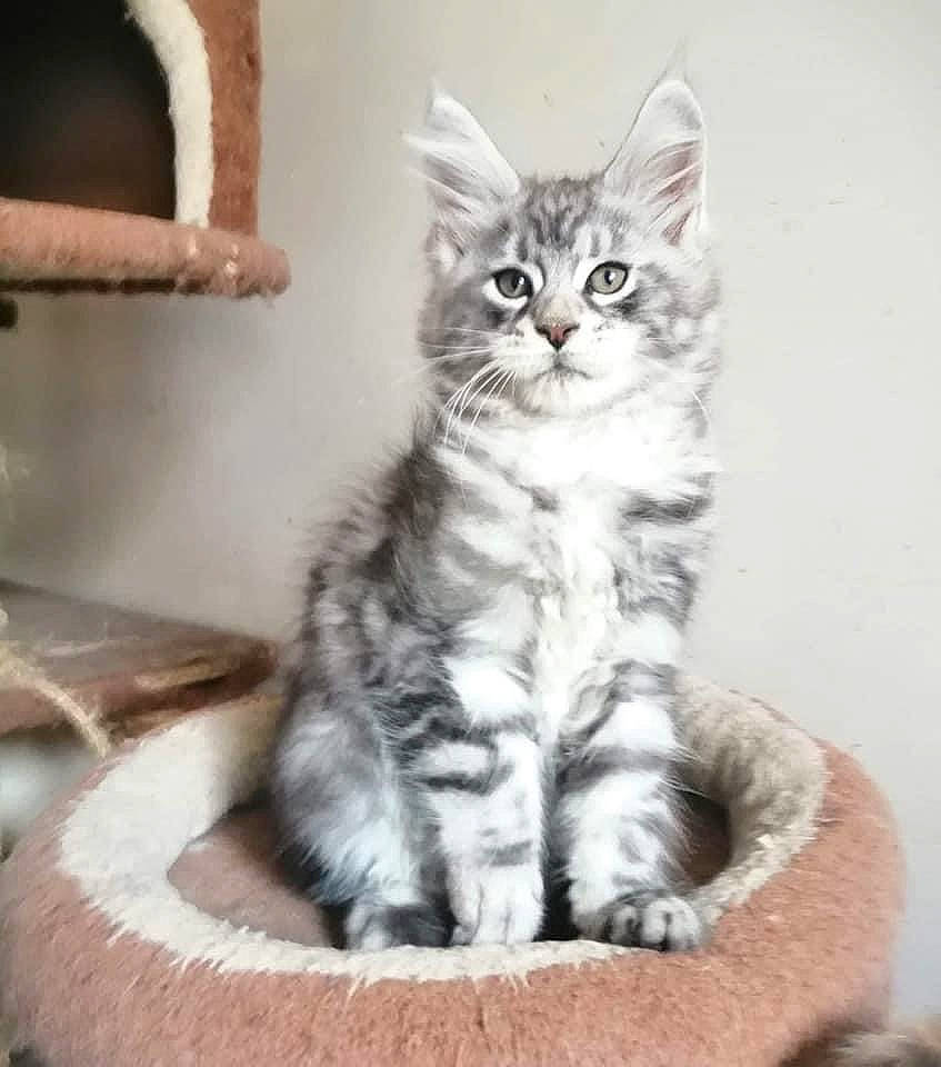 Raptor a rejoint le concours — aidez-le/la à gagner de superbes lots ! carnivore, cat, cat_furniture, cat_supply, domestic_short_haired_cat, felidae, fur, kitten, mammal, paw, pet_supply, small_to_medium_sized_cats, snout, tail, toe, vertebrate, whiskers