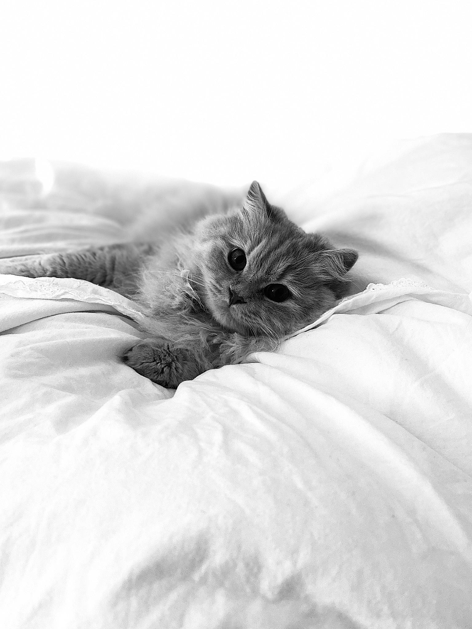 Ruben participe au concours pour gagner de l'argent avec cette photo : canidae, carnivore, cat, claw, comfort, eye, feather, felidae, freezing, fur, grey, linens, mammal, monochrome, monochrome_photography, paw, small_to_medium_sized_cats, snow, vertebrate, whiskers