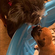 Sassy And Sophie joined the competition — help win amazing prizes! dog, puppy, animal, pet, blue_tub, close_up, indoor, nose_to_nose, brown_puppy, black_dog, curious, furry, canine, interaction, young, friendly, cute, snout, playful, companion