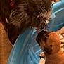 dog, puppy, animal, pet, blue_tub, close_up, indoor, nose_to_nose, brown_puppy, black_dog, curious, furry, canine, interaction, young, friendly, cute, snout, playful, companion