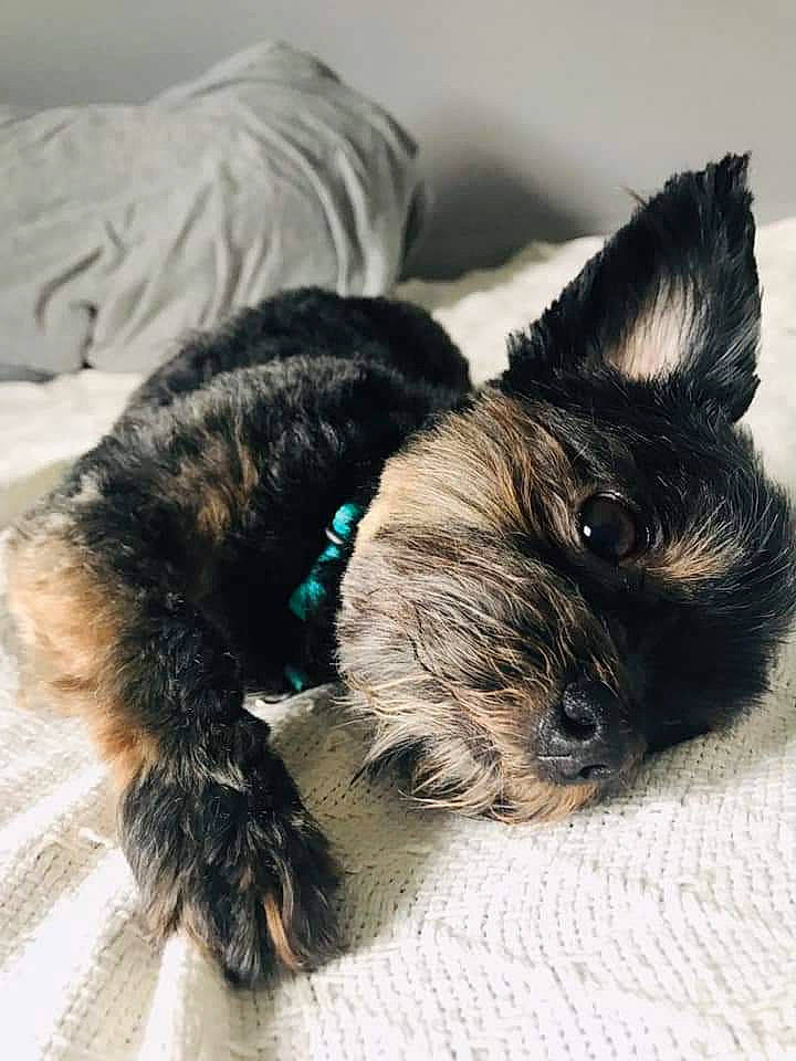 Tater Tot joined the competition — help win amazing prizes! cairn_terrier, canidae, carnivore, cat, companion_dog, dog, dog_breed, ear, fur, nap, puppy, terrier, toy_dog, whiskers